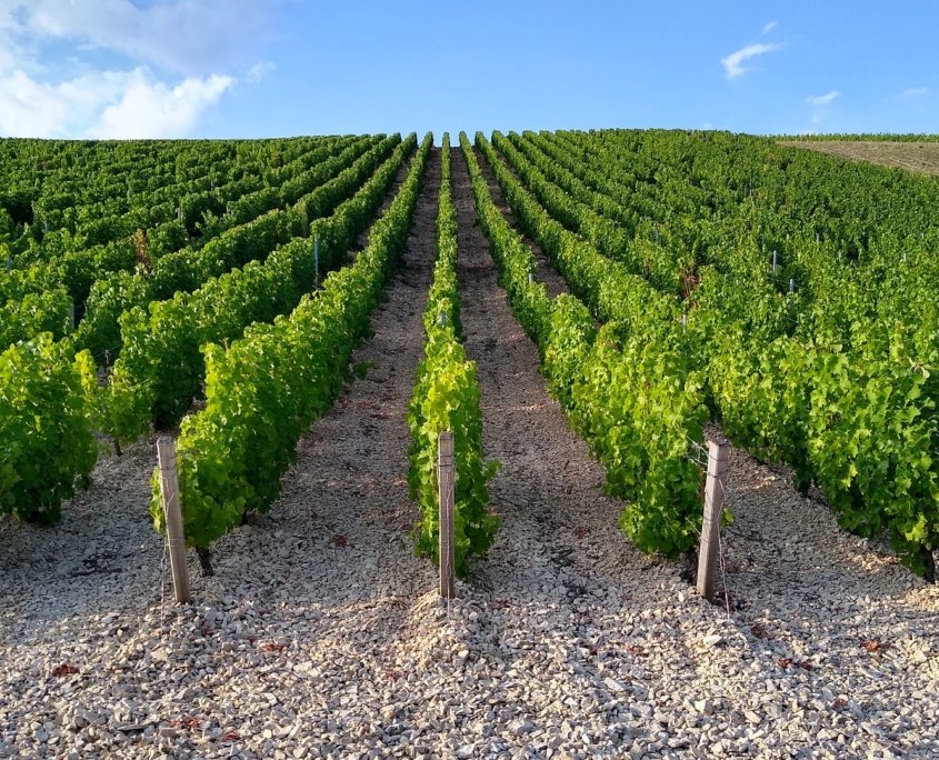 France Trip Secrets - Sancerre private tour