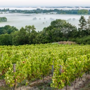 France Trip Secrets - Private wine tour Anjou - ©Sebastien GAUDARD - Anjou Tourisme